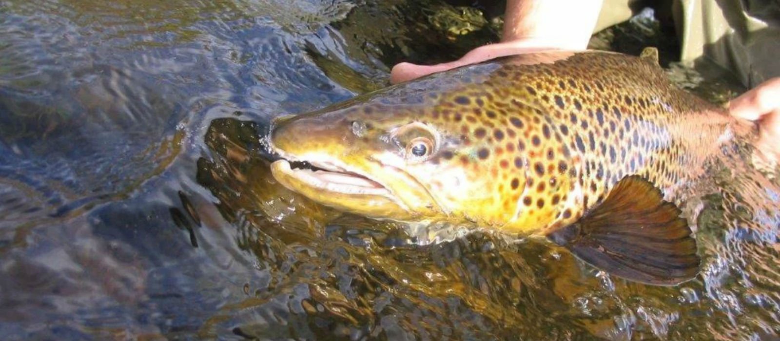 Hanson's Fishing Outfitters