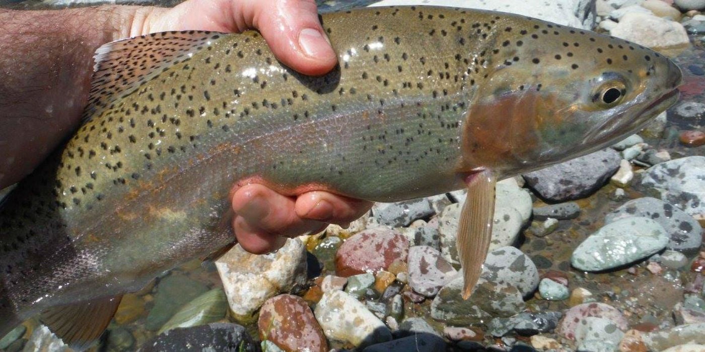 Fly Fishing for Bull Trout in Canada