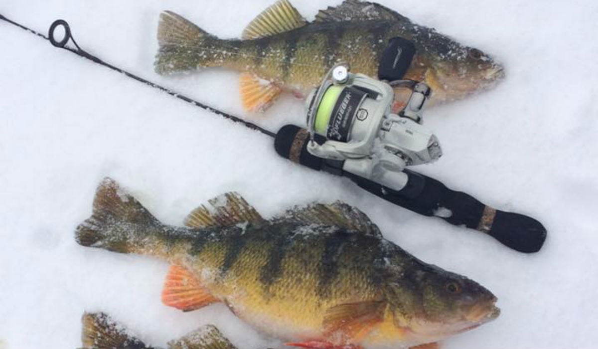 Guided Ice Fishing in Alberta Canada