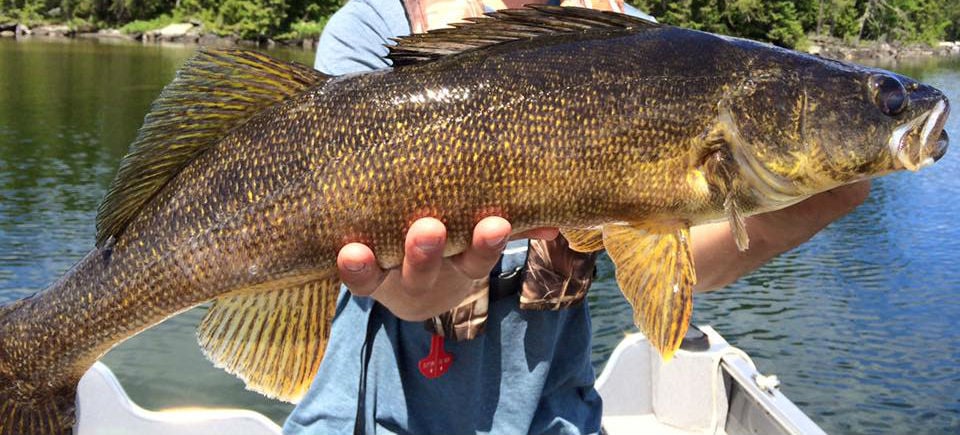 Trophy Walleyes