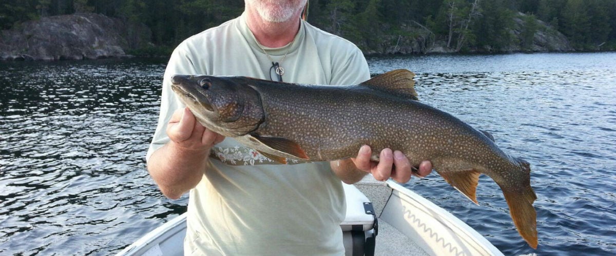 Lake Trout caught at Hawk Lodge Lodge, Ontario