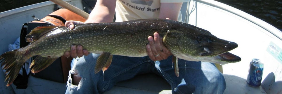 Northern Pike