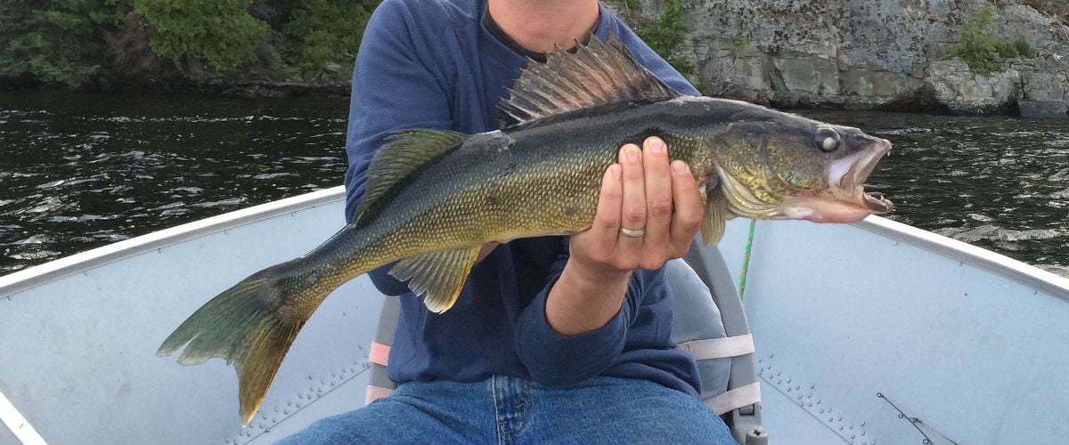 Introduction to Canadian Walleye