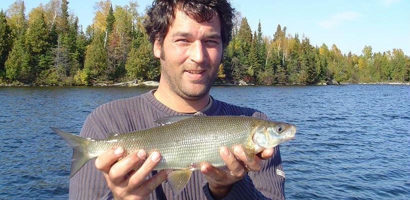Whitefish caught at Andorra Lodge, Ontario